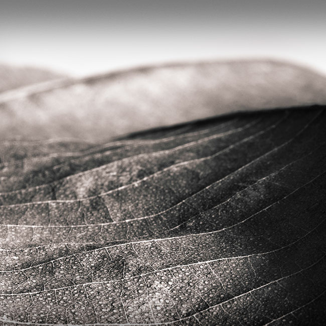 photography by Carlos Ocando