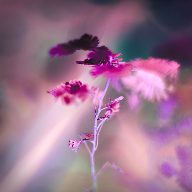 photography by Carlos Ocando