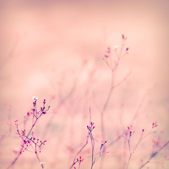 photography by Carlos Ocando