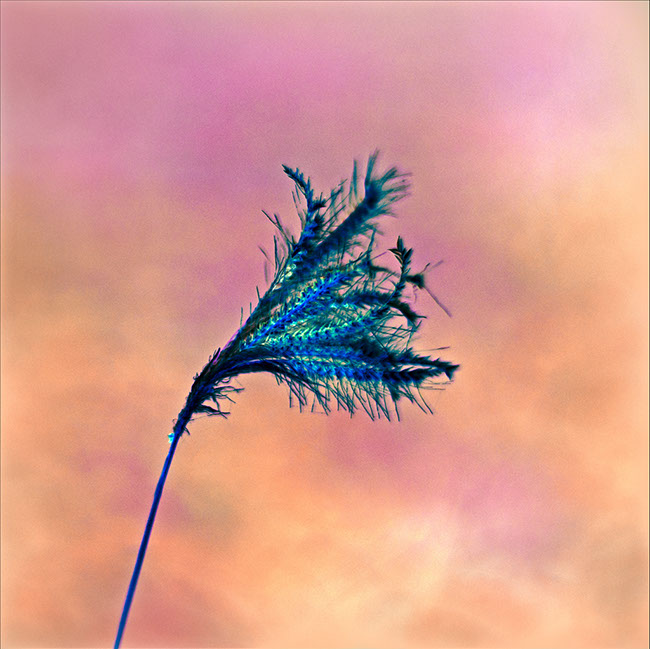 photography by Carlos Ocando