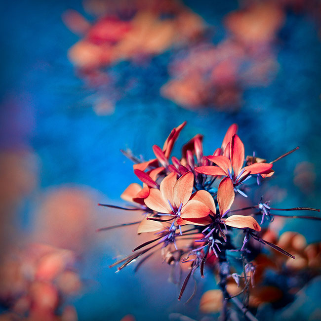 photography by Carlos Ocando