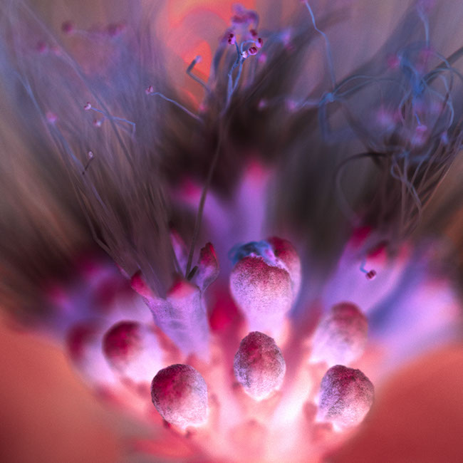 photography by Carlos Ocando