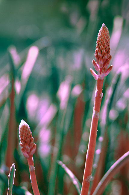 photography by Carlos Ocando