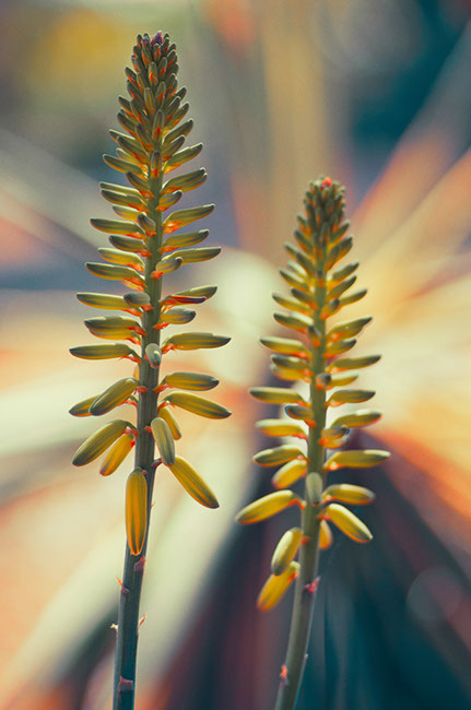 photography by Carlos Ocando