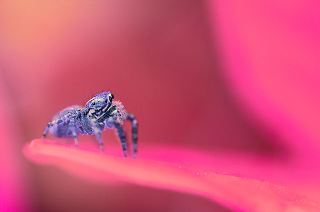 photography by Carlos Ocando