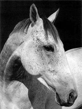 photography by Sheila Rock