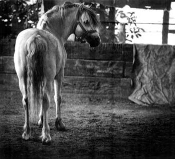 photography by Sheila Rock