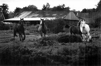 photography by Sheila Rock