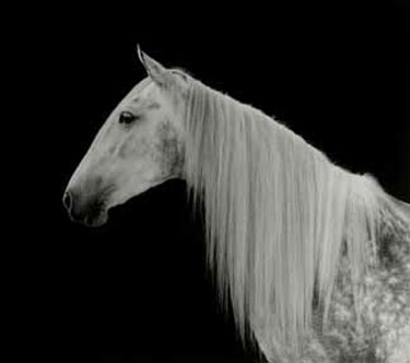 photography by Sheila Rock