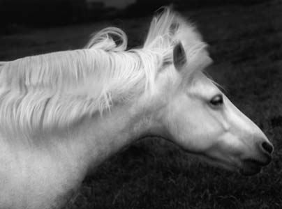 photography by Sheila Rock