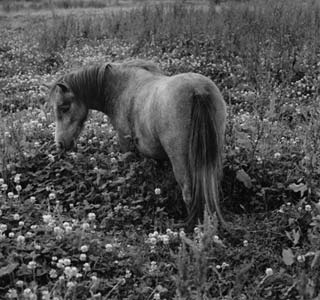 photography by Sheila Rock