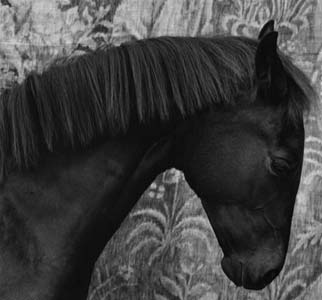 photography by Sheila Rock