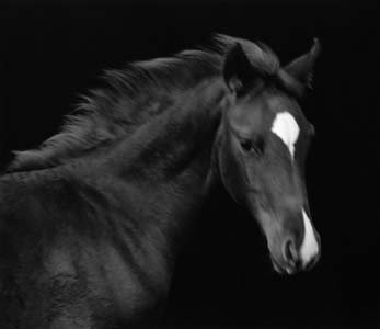 photography by Sheila Rock