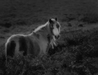 photography by Sheila Rock