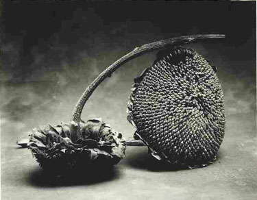 photography by Sheila Rock