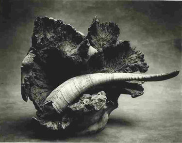 photography by Sheila Rock