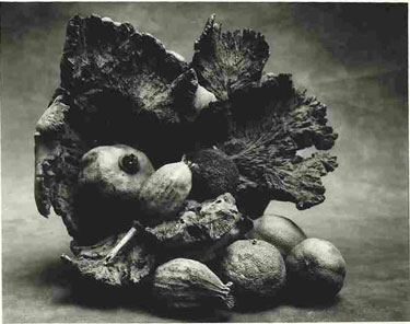 photography by Sheila Rock