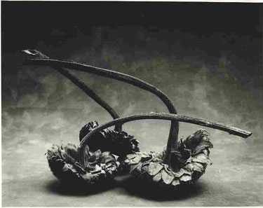 photography by Sheila Rock