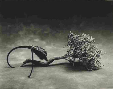 photography by Sheila Rock