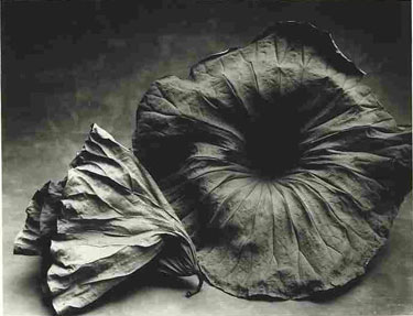 photography by Sheila Rock