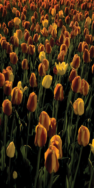 photography by Linda Rutenberg