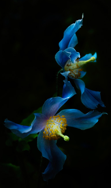 photography by Linda Rutenberg