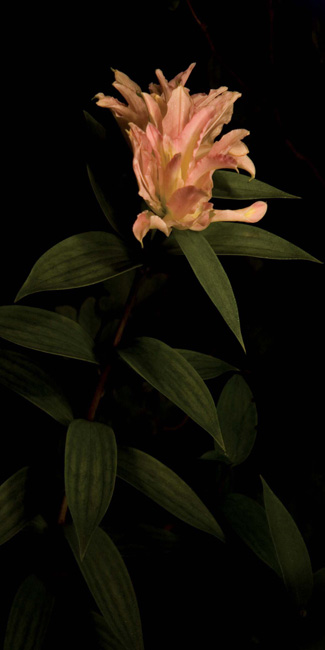 photography by Linda Rutenberg