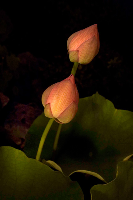 photography by Linda Rutenberg