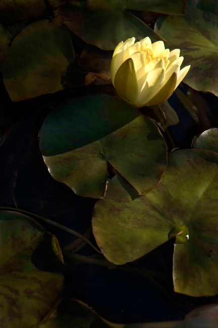 photography by Linda Rutenberg