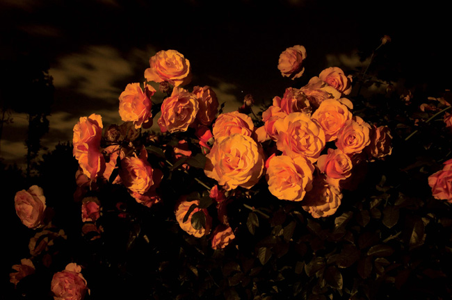 photography by Linda Rutenberg