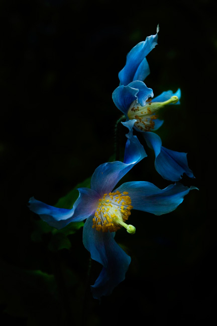 photography by Linda Rutenberg