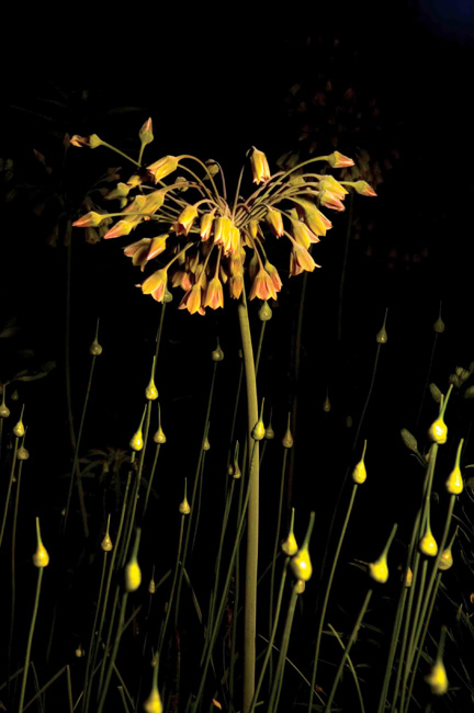 photography by Linda Rutenberg