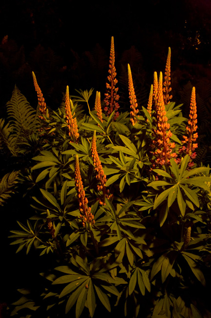 photography by Linda Rutenberg