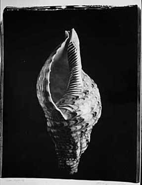 photography by Seamus Ryan