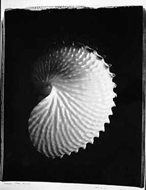 photography by Seamus Ryan