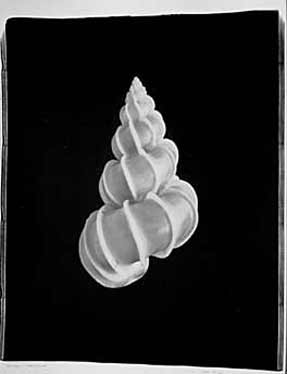 photography by Seamus Ryan