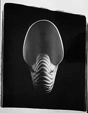 photography by Seamus Ryan