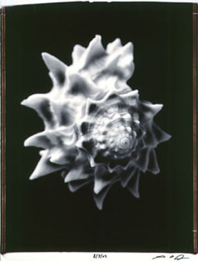 photography by Seamus Ryan