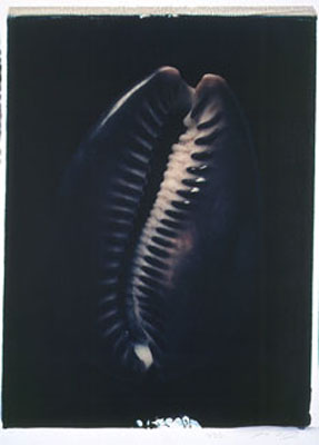 photography by Seamus Ryan