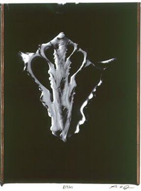 photography by Seamus Ryan