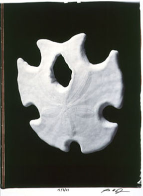 photography by Seamus Ryan