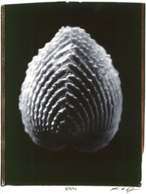 photography by Seamus Ryan