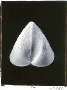 photography by Seamus Ryan