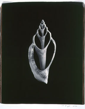 photography by Seamus Ryan