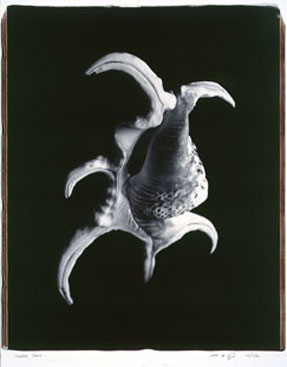 photography by Seamus Ryan