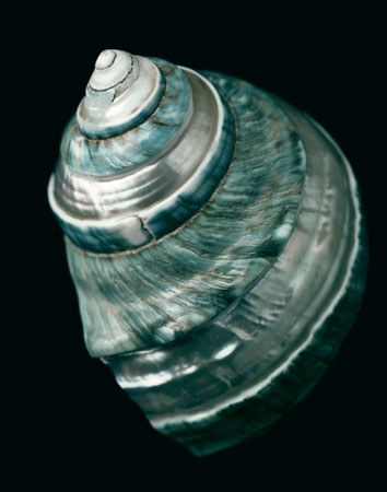 photography by Seamus Ryan