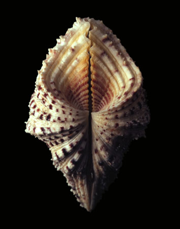 photography by Seamus Ryan