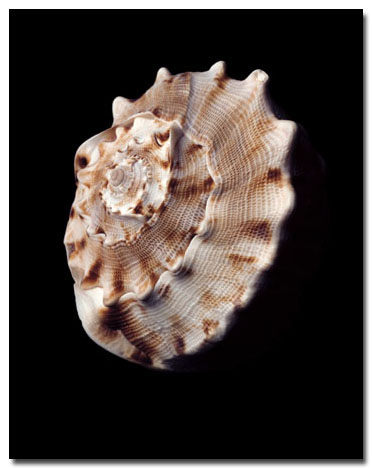 photography by Seamus Ryan