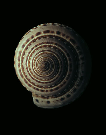 photography by Seamus Ryan