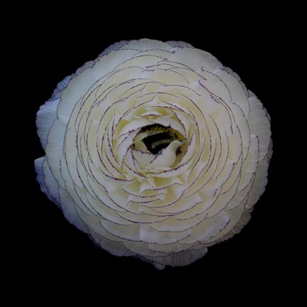 photography by Seamus Ryan